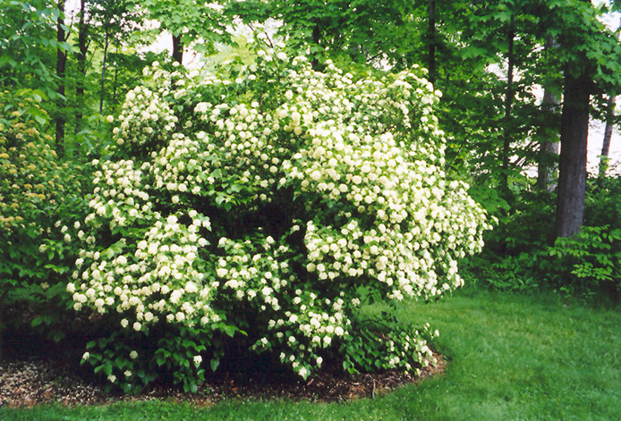 Arrowwood (Viburnum dentatum) at Sargent's Gardens