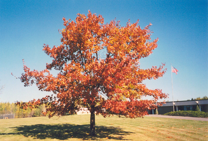 Red Oak (Quercus rubra) at Sargent's Gardens