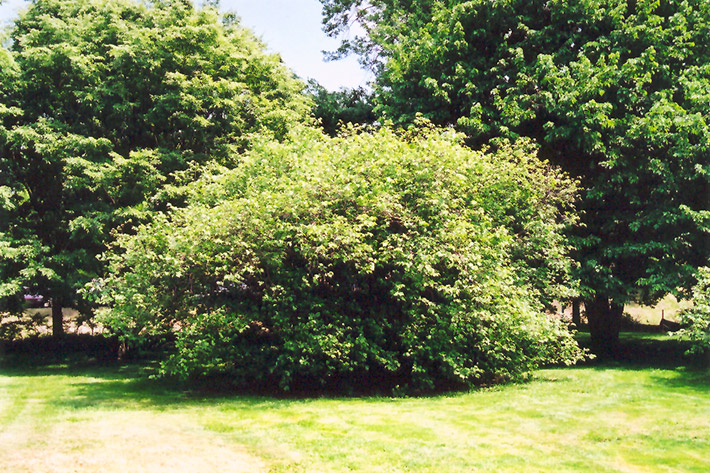 American Hazelnut (Corylus americana) at Sargent's Gardens