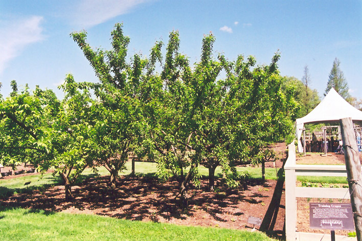 Mount Royal Plum (Prunus 'Mount Royal') at Sargent's Gardens