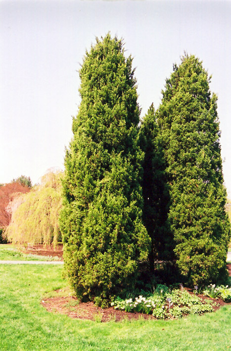 Eastern Redcedar (Juniperus virginiana) at Sargent's Gardens