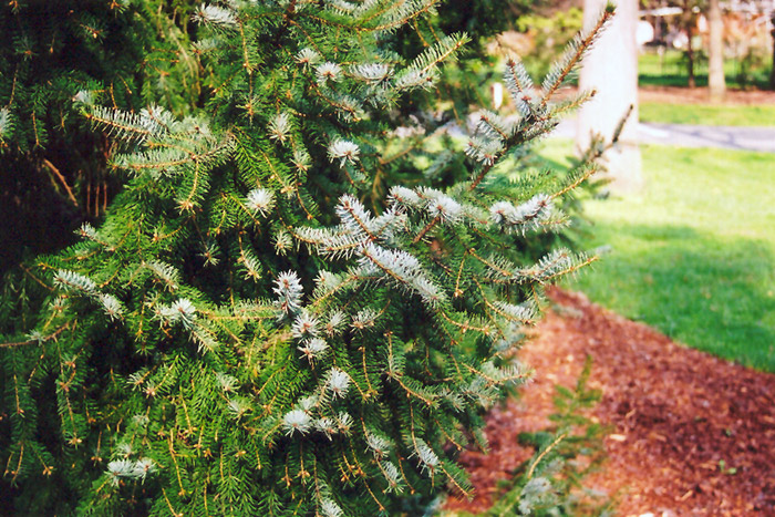 Serbian Spruce (Picea omorika) at Sargent's Gardens