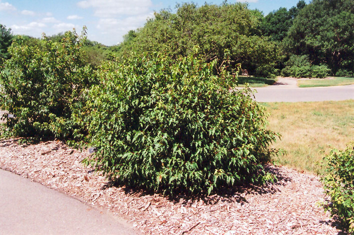 Bailey Compact Amur Maple (Acer ginnala 'Bailey Compact') at Sargent's Gardens