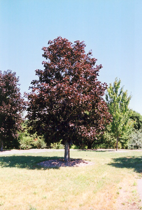 Royal Red Norway Maple (Acer platanoides 'Royal Red') at Sargent's Gardens