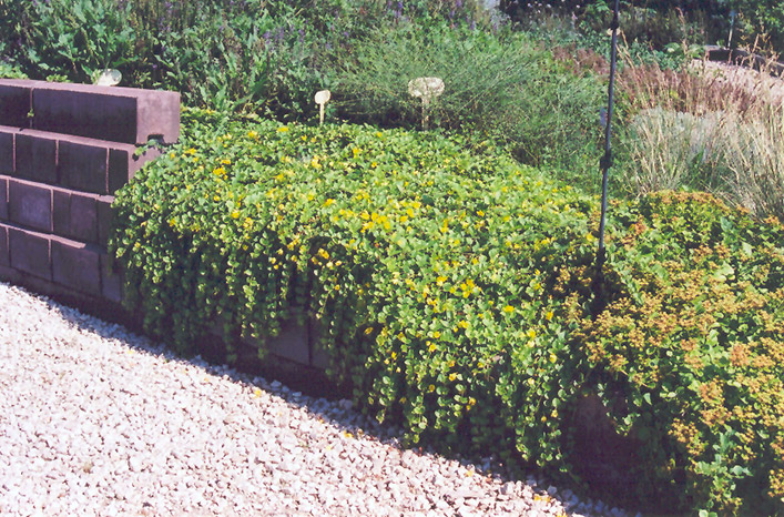Creeping Jenny (Lysimachia nummularia) at Sargent's Gardens