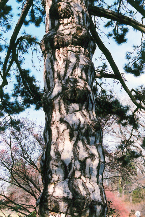 Austrian Pine (Pinus nigra) at Sargent's Gardens
