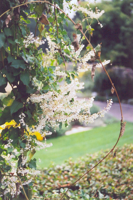 Silver Lace Vine (Polygonum aubertii) at Sargent's Gardens