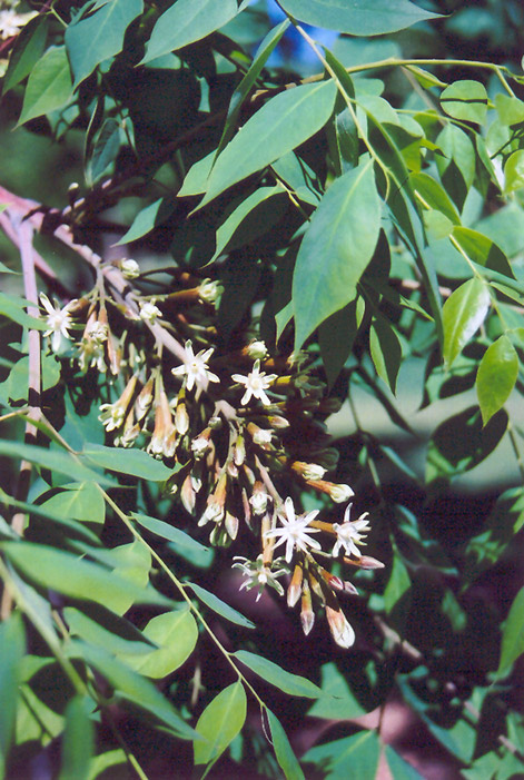 Kentucky Coffeetree (Gymnocladus dioicus) at Sargent's Gardens