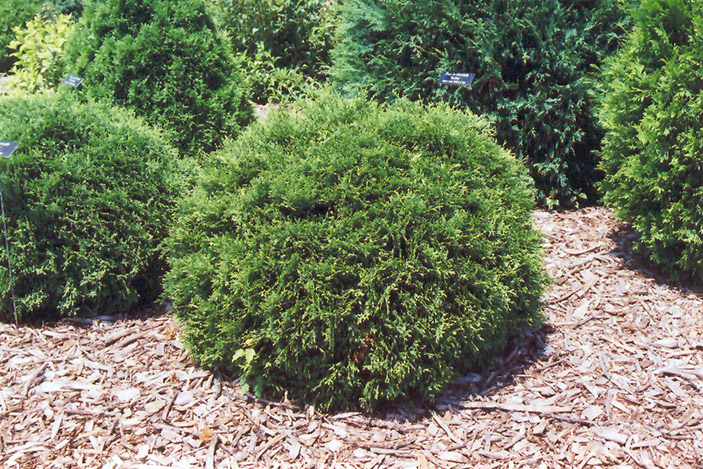 Hetz Midget Arborvitae (Thuja occidentalis 'Hetz Midget') at Sargent's Gardens