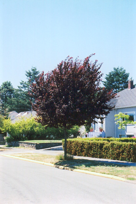 Newport Plum (Prunus cerasifera 'Newport') at Sargent's Gardens