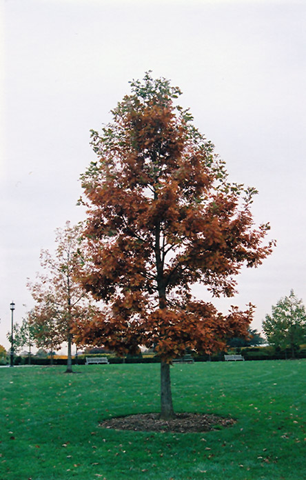 Swamp White Oak (Quercus bicolor) at Sargent's Gardens