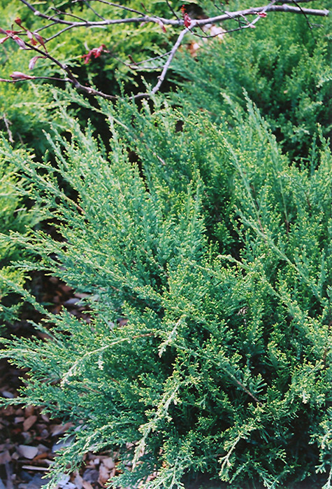 Sea Green Juniper (Juniperus chinensis 'Sea Green') at Sargent's Gardens