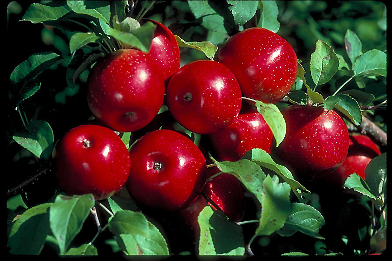 Haralson Apple (Malus 'Haralson') at Sargent's Gardens