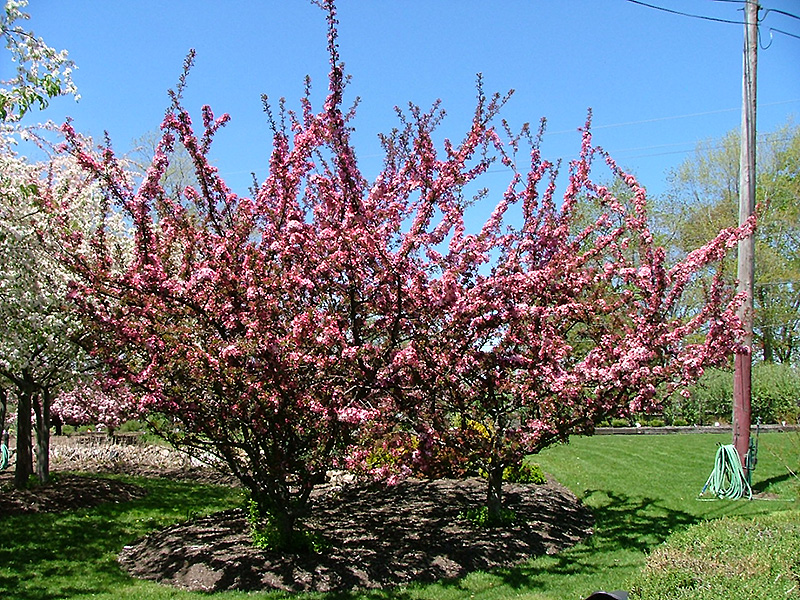 Camelot Flowering Crab (Malus 'Camelot') at Sargent's Gardens