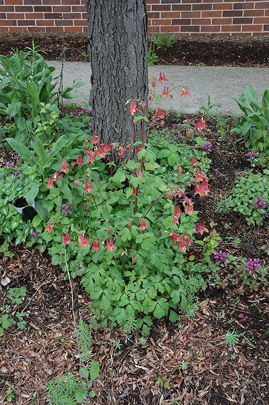 Wild Red Columbine (Aquilegia canadensis) at Sargent's Gardens