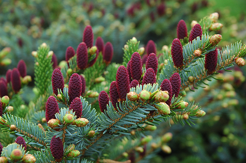 Red Cone Spruce (Picea abies 'Acrocona') at Sargent's Gardens