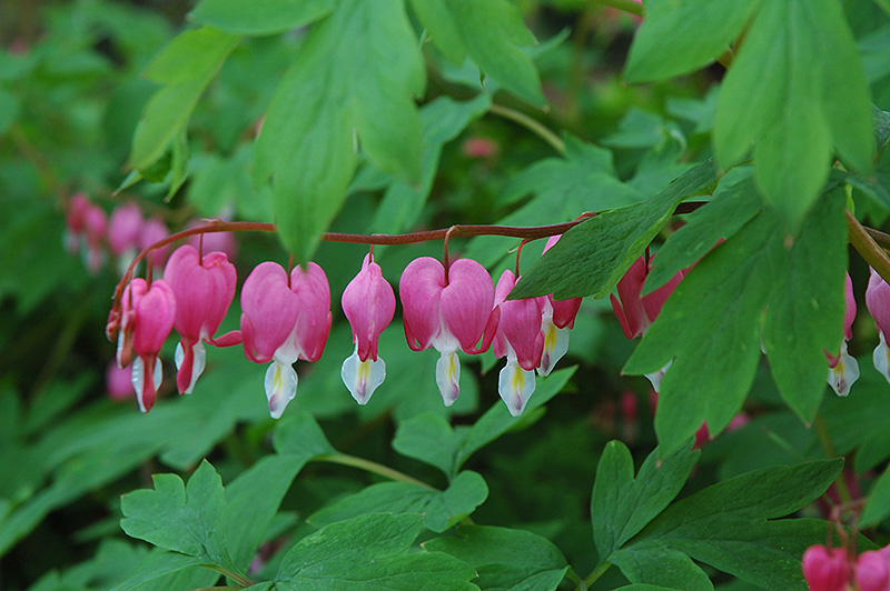 Common Bleeding Heart (Dicentra spectabilis) at Sargent's Gardens