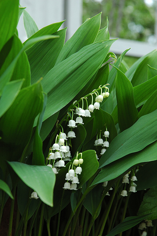 Lily-Of-The-Valley (Convallaria majalis) at Sargent's Gardens