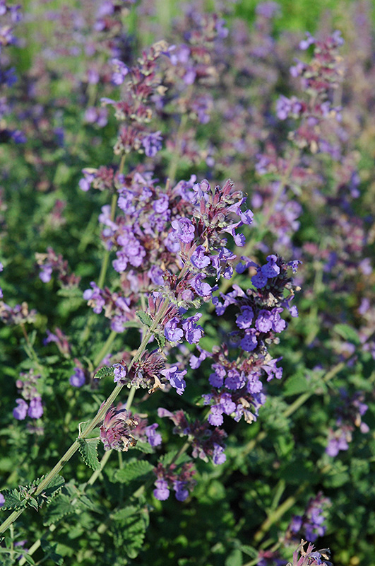 Walker's Low Catmint (Nepeta x faassenii 'Walker's Low') at Sargent's Gardens