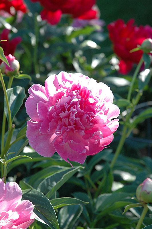 Bouquet Perfect Peony (Paeonia 'Bouquet Perfect') at Sargent's Gardens