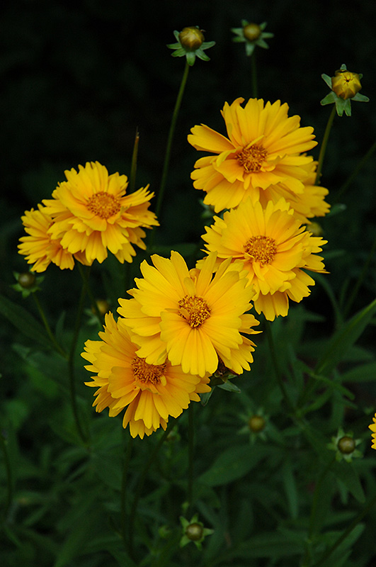 Early Sunrise Tickseed (Coreopsis 'Early Sunrise') at Sargent's Gardens