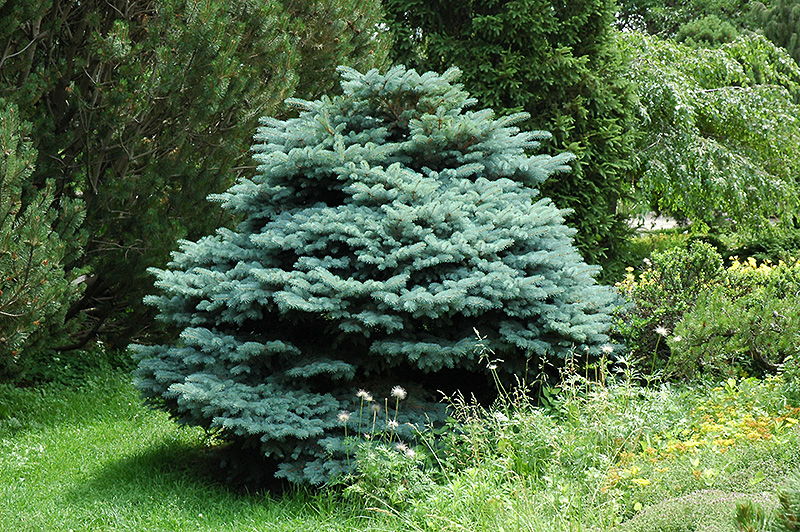 Globe Blue Spruce (Picea pungens 'Globosa') at Sargent's Gardens