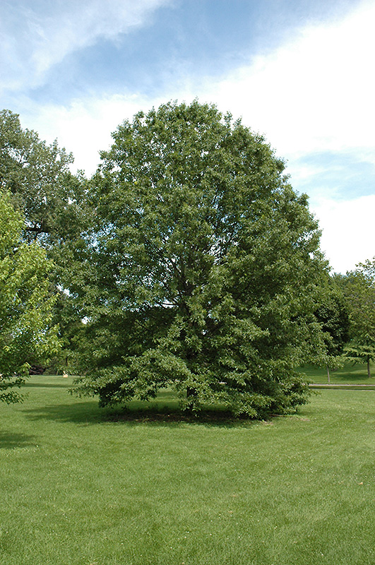 Northern Pin Oak (Quercus ellipsoidalis) at Sargent's Gardens