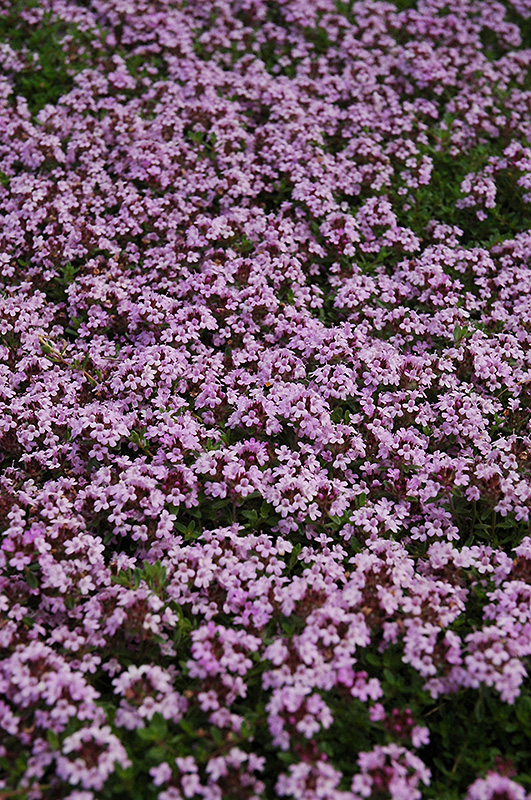 Red Creeping Thyme (Thymus praecox 'Coccineus') at Sargent's Gardens