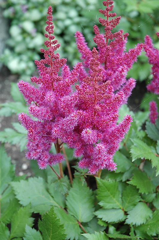Visions Astilbe (Astilbe chinensis 'Visions') at Sargent's Gardens