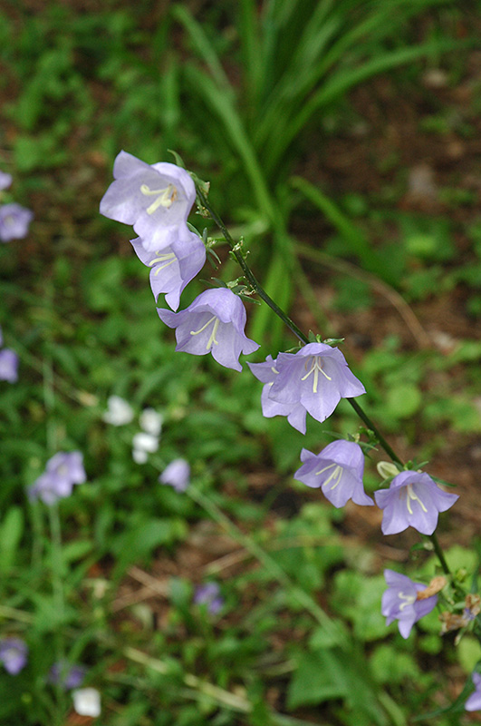 Bluebells Of Scotland (Campanula rotundifolia) at Sargent's Gardens