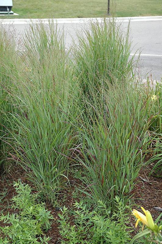 Shenandoah Reed Switch Grass (Panicum virgatum 'Shenandoah') at Sargent's Gardens