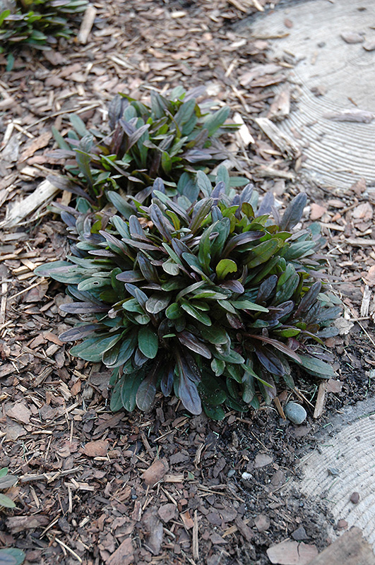 Chocolate Chip Bugleweed (Ajuga reptans 'Chocolate Chip') at Sargent's Gardens