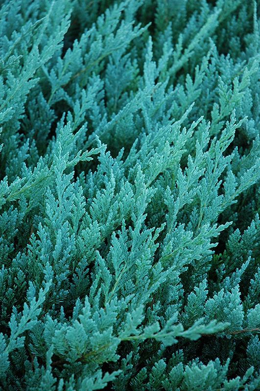 Blue Chip Juniper (Juniperus horizontalis 'Blue Chip') at Sargent's Gardens