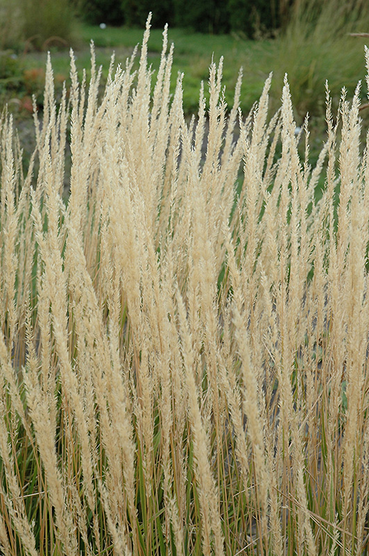 Karl Foerster Reed Grass (Calamagrostis x acutiflora 'Karl Foerster') at Sargent's Gardens