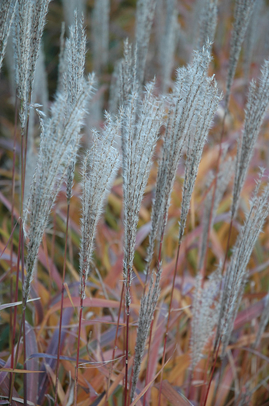 Flame Grass (Miscanthus sinensis 'Purpurascens') at Sargent's Gardens