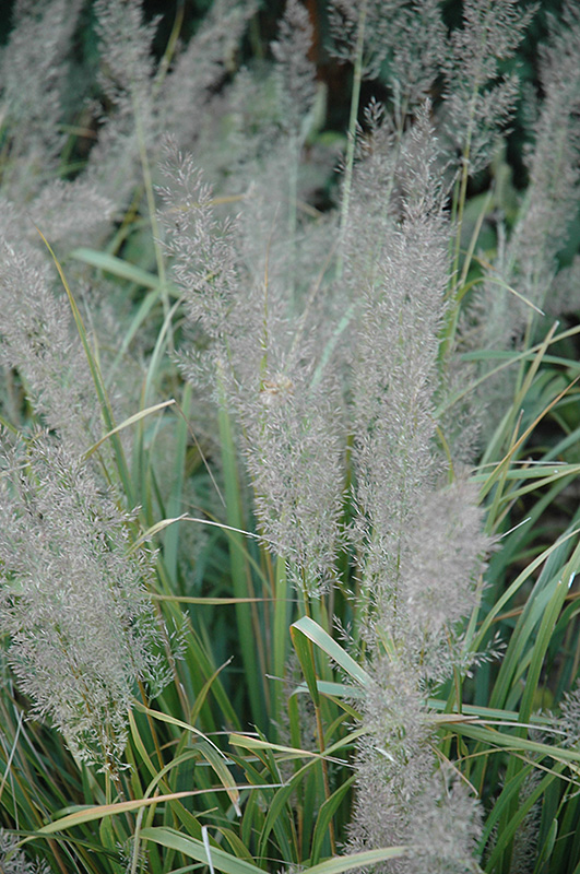 Korean Reed Grass (Calamagrostis brachytricha) at Sargent's Gardens
