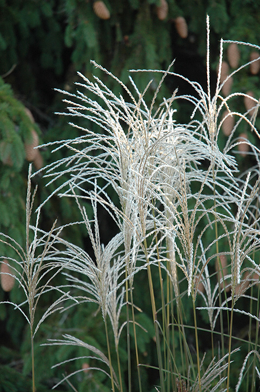 Graziella Maiden Grass (Miscanthus sinensis 'Graziella') at Sargent's Gardens