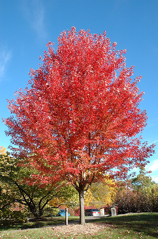 Autumn Blaze Maple (Acer x freemanii 'Jeffersred') at Sargent's Gardens