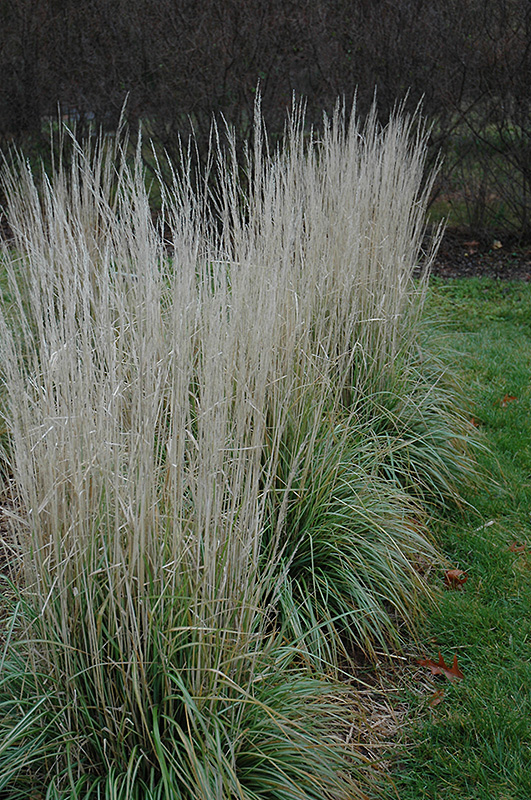 Avalanche Reed Grass (Calamagrostis x acutiflora 'Avalanche') at Sargent's Gardens