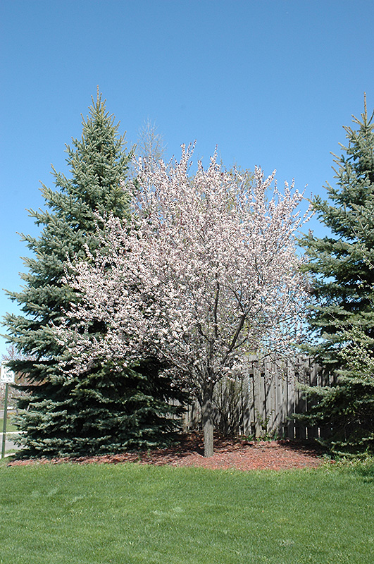 Newport Plum (Prunus cerasifera 'Newport') at Sargent's Gardens