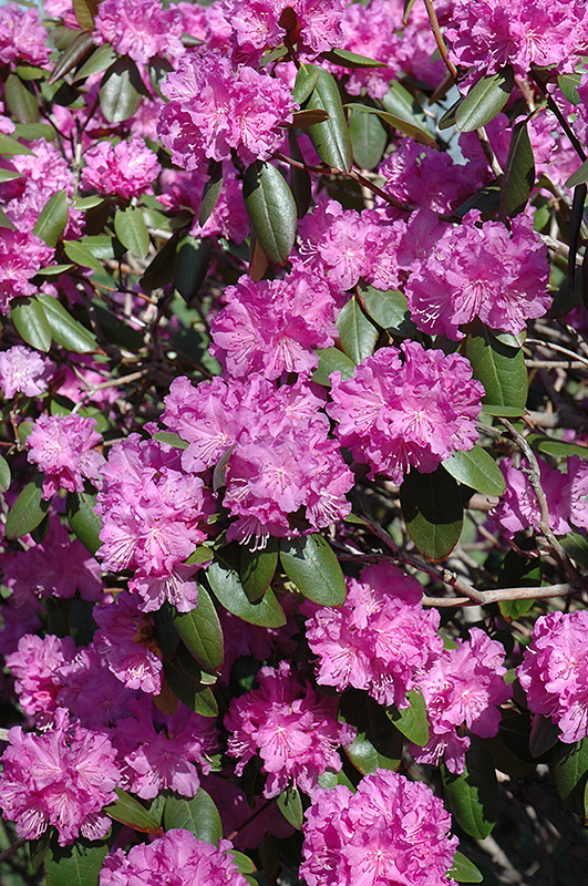P.J.M. Rhododendron (Rhododendron 'P.J.M.') at Sargent's Gardens