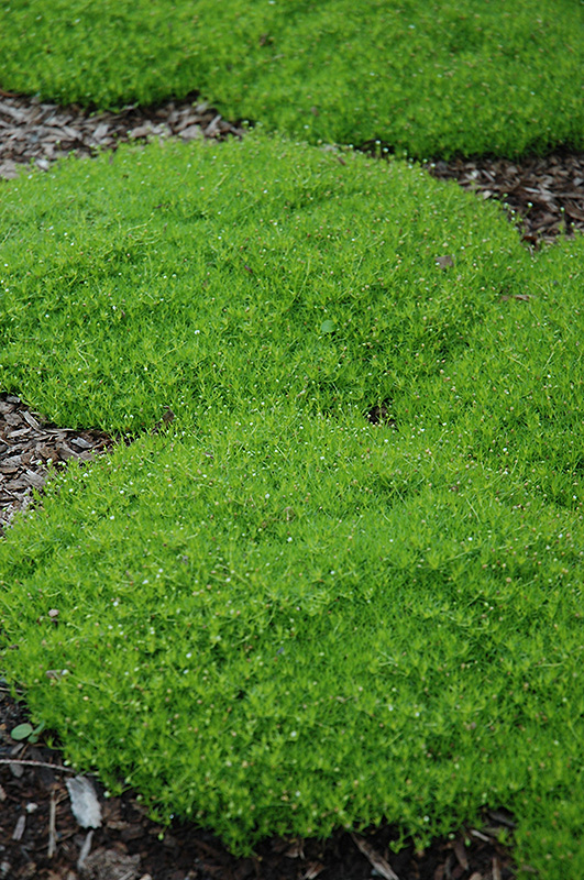 Irish Moss (Sagina subulata) at Sargent's Gardens