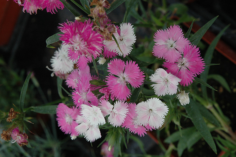 First Love Pinks (Dianthus 'First Love') at Sargent's Gardens