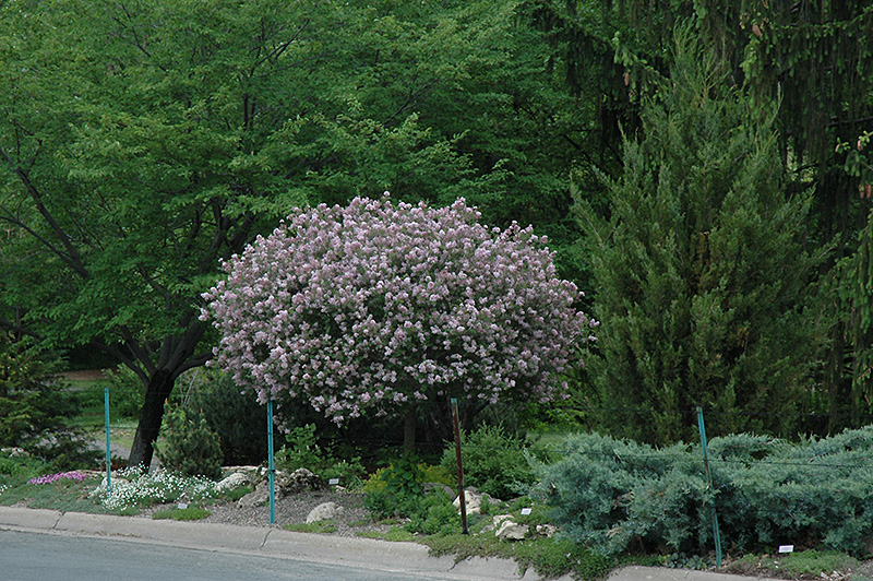 Dwarf Korean Lilac (tree form) (Syringa meyeri 'Palibin (tree form)') at Sargent's Gardens