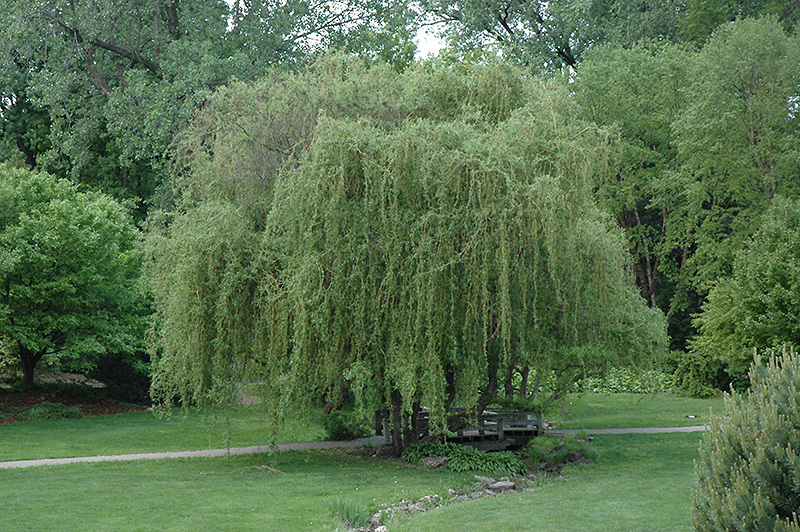 Golden Curls Willow (Salix 'Golden Curls') at Sargent's Gardens
