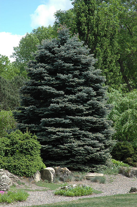 Fat Albert Blue Spruce (Picea pungens 'Fat Albert') at Sargent's Gardens