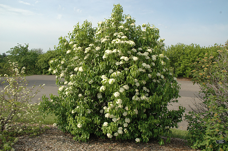 Nannyberry (Viburnum lentago) at Sargent's Gardens