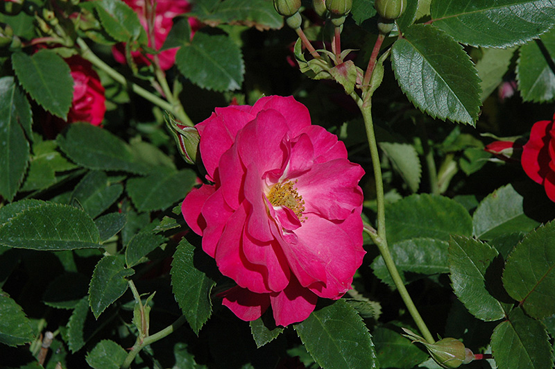 John Cabot Rose (Rosa 'John Cabot') at Sargent's Gardens
