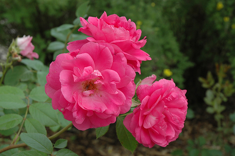 Morden Centennial Rose (Rosa 'Morden Centennial') at Sargent's Gardens
