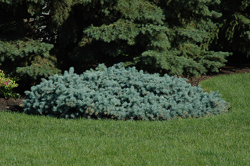 St. Mary's Broom Creeping Blue Spruce (Picea pungens 'St. Mary's Broom') at Sargent's Gardens